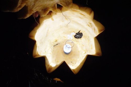 Mini lampka ledowa od Coghlans